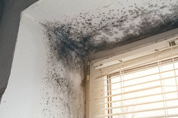 Affordable Mold Inspection And Testing solutions in Yeagertown, PA